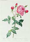 Rosa Indica Fragrans Prints - Rosa Indica by Pierre Joseph Redoute