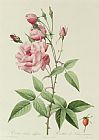 Rosa Indica Fragrans Prints - Rosa Indica Vulgaris by Pierre Joseph Redoute
