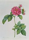 Rosa Indica Fragrans Prints - Rosa Turbinata by Pierre Joseph Redoute