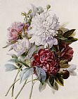 Red And White Prints - A Bouquet Of Red Pink And White Peonies by Pierre Joseph Redoute