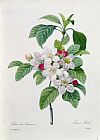 Pierre Joseph Redoute Apple Blossom