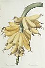 Pierre Joseph Redoute Bananas