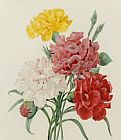 Pierre Joseph Redoute Carnations From Choix Des Plus Belles Fleures