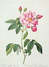 Pierre Joseph Redoute French Rose