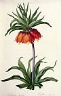 Pierre Joseph Redoute Fritillaria Imperialis
