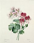 Pierre Joseph Redoute Geranium Variety