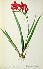 Pierre Joseph Redoute Gladiolus Cardinalis