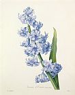 Pierre Joseph Redoute Hyacinth