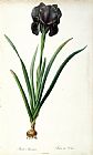 Pierre Joseph Redoute Iris Luxiana