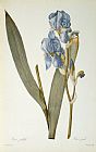 Pierre Joseph Redoute Iris Pallida