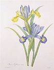 Pierre Joseph Redoute Iris xiphium