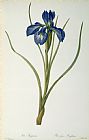 Pierre Joseph Redoute Iris Xyphioides