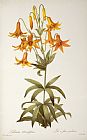 Pierre Joseph Redoute Lilium Penduliflorum