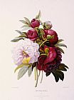 Pierre Joseph Redoute Peonies Engraved By Prevost