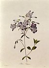 Pierre Joseph Redoute Phlox reptans painting