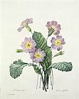 Pierre Joseph Redoute Primrose