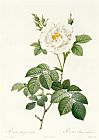 Pierre Joseph Redoute Rosa Alba flore pleno