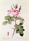Pierre Joseph Redoute Rosa Bifera Officinalis