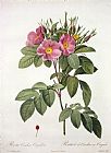 Pierre Joseph Redoute Rosa Carolina Corymbosa