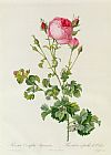 Rosa Indica Fragrans Prints - Rosa Centifolia Bipinnata by Pierre Joseph Redoute