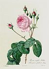 Rosa Indica Fragrans Prints - Rosa Centifolia Bullata by Pierre Joseph Redoute
