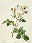Rosa Indica Fragrans Prints - Rosa Centifolia Mutabilis by Pierre Joseph Redoute