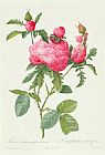 Pierre Joseph Redoute Rosa Centifolia Prolifera Foliacea