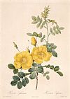 Rosa Indica Fragrans Prints - Rosa Eglanteria by Pierre Joseph Redoute