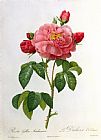 Rosa Indica Fragrans Prints - Rosa Gallica Aurelianensis by Pierre Joseph Redoute