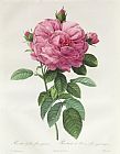 Pierre Joseph Redoute Rosa Gallica Flore Giganteo