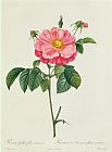 Rosa Indica Fragrans Prints - Rosa Gallica Flore Marmoreo by Pierre Joseph Redoute