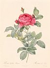 Rosa Indica Fragrans Prints - Rosa Gallica Pontiana by Pierre Joseph Redoute