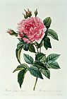 Pierre Joseph Redoute Rosa Gallica Regalis