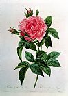 Pierre Joseph Redoute Rosa Gallica Regallis