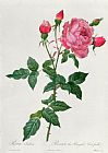 Rosa Indica Fragrans Prints - Rosa Indica by Pierre Joseph Redoute