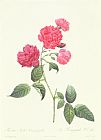 Rosa Indica Fragrans Prints - Rosa Indica Caryophyllea by Pierre Joseph Redoute