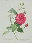 Rosa Indica Fragrans Prints - Rosa indica cruenta by Pierre Joseph Redoute