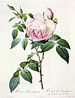 Pierre Joseph Redoute Rosa Indica Fragrans