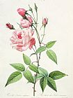 Rosa Indica Fragrans Prints - Rosa Indica Vulgaris by Pierre Joseph Redoute