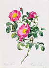 Pierre Joseph Redoute Rosa Lumila