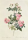 Rosa Indica Fragrans Prints - Rosa Multiflora Carnea by Pierre Joseph Redoute