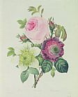 Pierre Joseph Redoute Rose