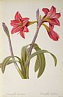 Pierre Redoute Amaryllis Brasiliensis