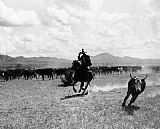 Raguero cutting out a cow from the herd Raguero cutting out a cow from the herd