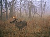 Raymond Gehman A 8 Point White Tailed Deer Buck Standing in Grasses at Woods Edge