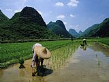 Raymond Gehman Farmers in Rice Fields of Farming Village Yangdi Valley