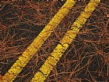 Raymond Gehman Long Leaf Pine Needles Littering a Park Road
