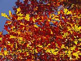 Raymond Gehman Oak Leaves in Fall Colors Against a Bright Blue Sky