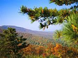 Raymond Gehman Pine Tree And Forested Ridges of The Blue Ridge Mountains