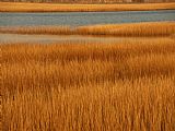 Between Geest And Marsh Prints - Salt Marsh with Cordgrass at Toms Cove on The Atlantic Ocean by Raymond Gehman